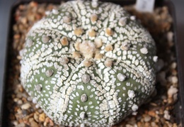 Astrophytum asterias cv. ‘Super Kabuto’ 081