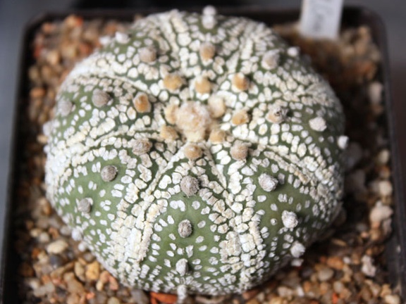 Astrophytum asterias cv. ‘Super Kabuto’ 081