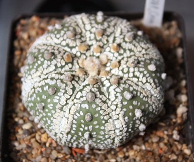 Astrophytum asterias cv. ‘Super Kabuto’ 081