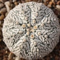 Astrophytum asterias cv. ‘Super Kabuto’ 083