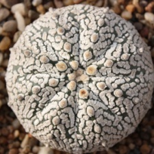 Astrophytum asterias cv. ‘Super Kabuto’ 083