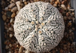 Astrophytum asterias cv. ‘Super Kabuto’ 083