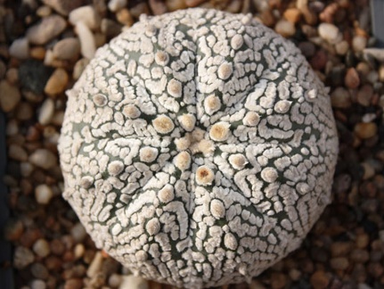 Astrophytum asterias cv. ‘Super Kabuto’ 083