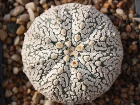Astrophytum asterias cv. ‘Super Kabuto’ 083