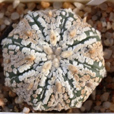 Astrophytum asterias cv. ‘Super Kabuto’ 089