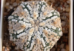 Astrophytum asterias cv. ‘Super Kabuto’ 089