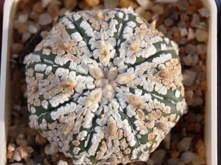 Astrophytum asterias cv. ‘Super Kabuto’ 089