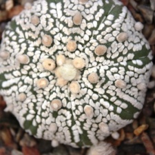 Astrophytum asterias cv. ‘Super Kabuto’ 099