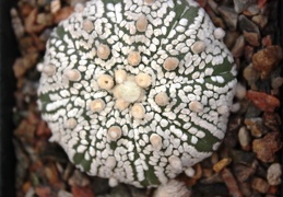 Astrophytum asterias cv. ‘Super Kabuto’ 099