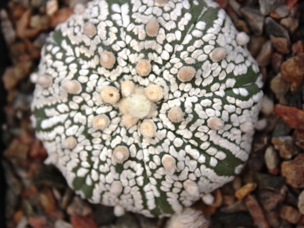 Astrophytum asterias cv. ‘Super Kabuto’ 099