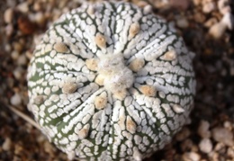 Astrophytum asterias cv. ‘Super Kabuto’ 492