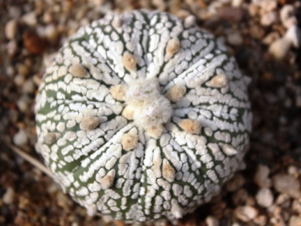 Astrophytum asterias cv. ‘Super Kabuto’ 492