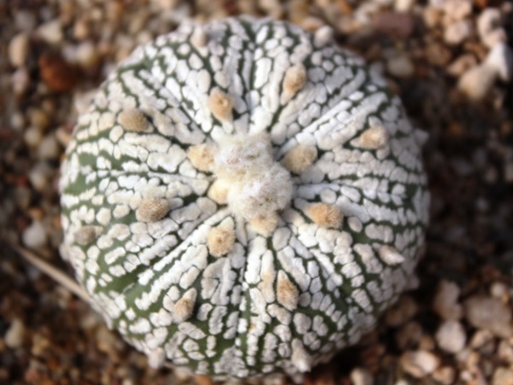 Astrophytum asterias cv. ‘Super Kabuto’ 492
