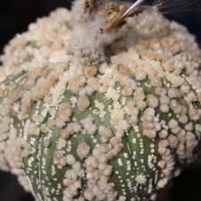Astrophytum asterias cv.‘Hanazono’ 10