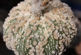 Astrophytum asterias cv.‘Hanazono’ 10