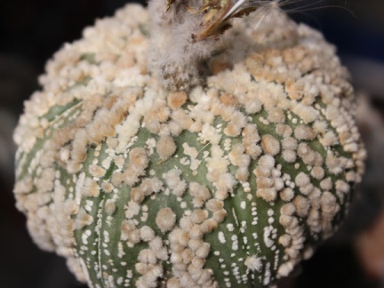 Astrophytum asterias cv.‘Hanazono’ 10