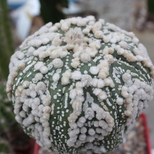 Astrophytum asterias cv.‘Hanazono’ 31