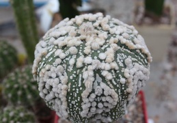 Astrophytum asterias cv.‘Hanazono’ 31