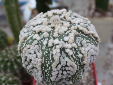 Astrophytum asterias cv.‘Hanazono’ 31