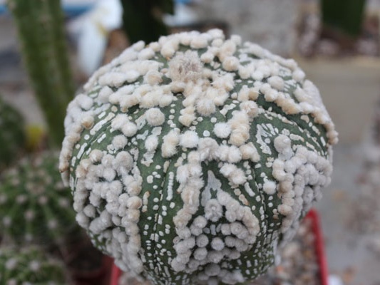 Astrophytum asterias cv.‘Hanazono’ 31