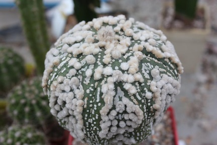Astrophytum asterias cv.‘Hanazono’ 31