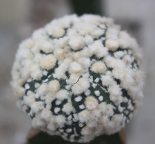 Astrophytum asterias cv.‘Hanazono’ 32