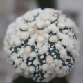 Astrophytum asterias cv.‘Hanazono’ 32