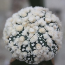 Astrophytum asterias cv.‘Hanazono’ 32