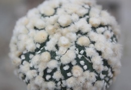 Astrophytum asterias cv.‘Hanazono’ 32