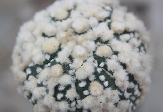 Astrophytum asterias cv.‘Hanazono’ 32