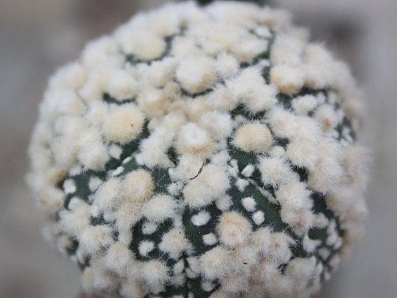 Astrophytum asterias cv.‘Hanazono’ 32
