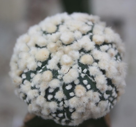 Astrophytum asterias cv.‘Hanazono’ 32