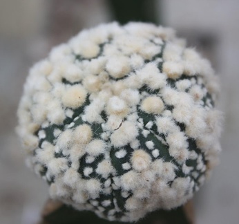 Astrophytum asterias cv.‘Hanazono’ 32