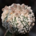 Astrophytum asterias cv.‘Hanazono’ 50