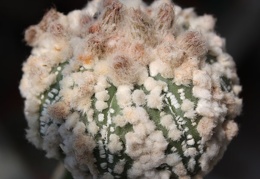 Astrophytum asterias cv.‘Hanazono’ 50