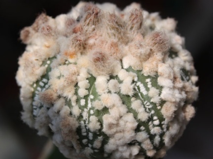 Astrophytum asterias cv.‘Hanazono’ 50
