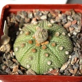 Astrophytum asterias 087 (hybr.)