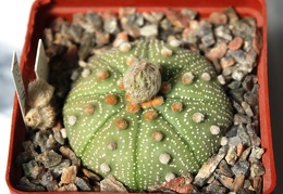 Astrophytum asterias 087 (hybr.)