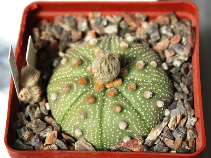 Astrophytum asterias 087 (hybr.)
