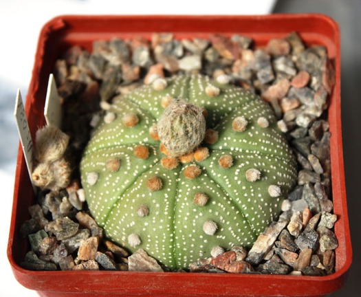 Astrophytum asterias 087 (hybr.)