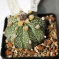 Astrophytum asterias 116 (hybr.)