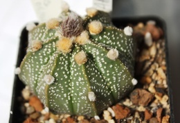 Astrophytum asterias 116 (hybr.)