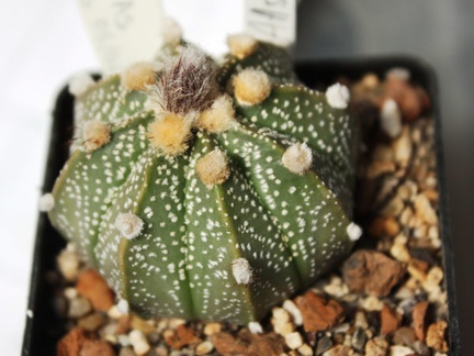 Astrophytum asterias 116 (hybr.)