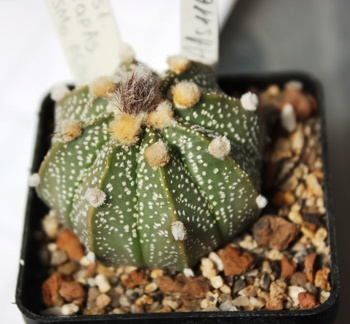 Astrophytum asterias 116 (hybr.)