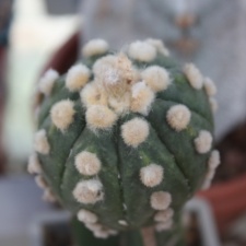 Astrophytum asterias 180 (hybr.)