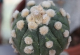 Astrophytum asterias 180 (hybr.)