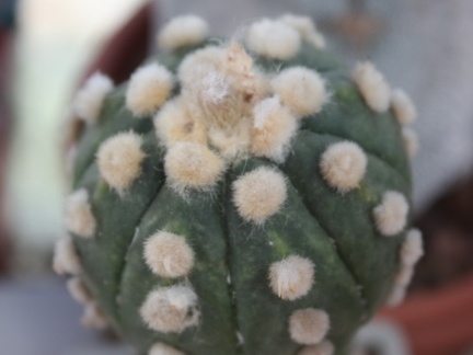 Astrophytum asterias 180 (hybr.)