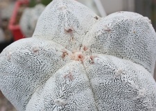 Astrophytum myriostigma cv. ‘Onzuka’ 17