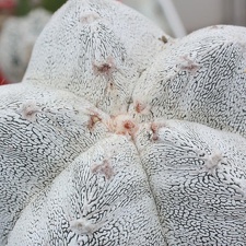 Astrophytum myriostigma cv. ‘Onzuka’ 17