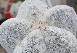 Astrophytum myriostigma cv. ‘Onzuka’ 17